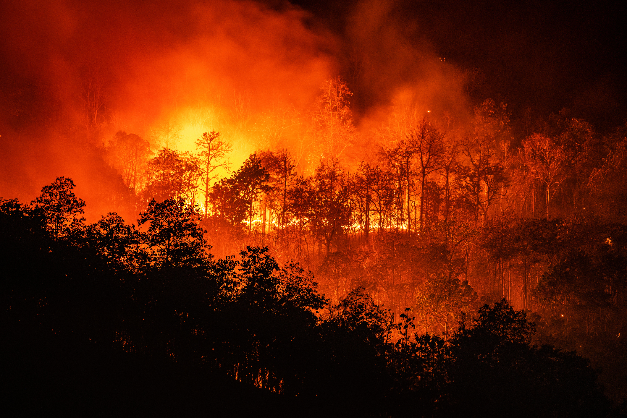 Forest fire wildfire at night time