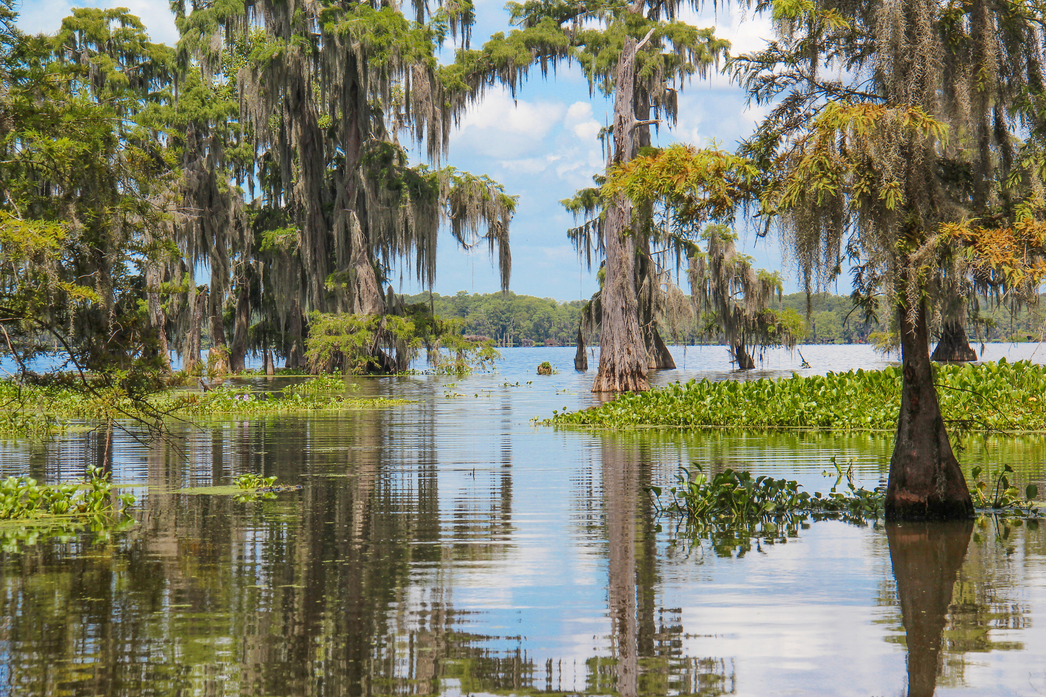 Reflections in a Louisiana Swamp