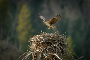 Biological Habitat Monitoring and Compliance Services Osprey landing on a nest made of sticks in the foreground with dark, blurred trees in the background.