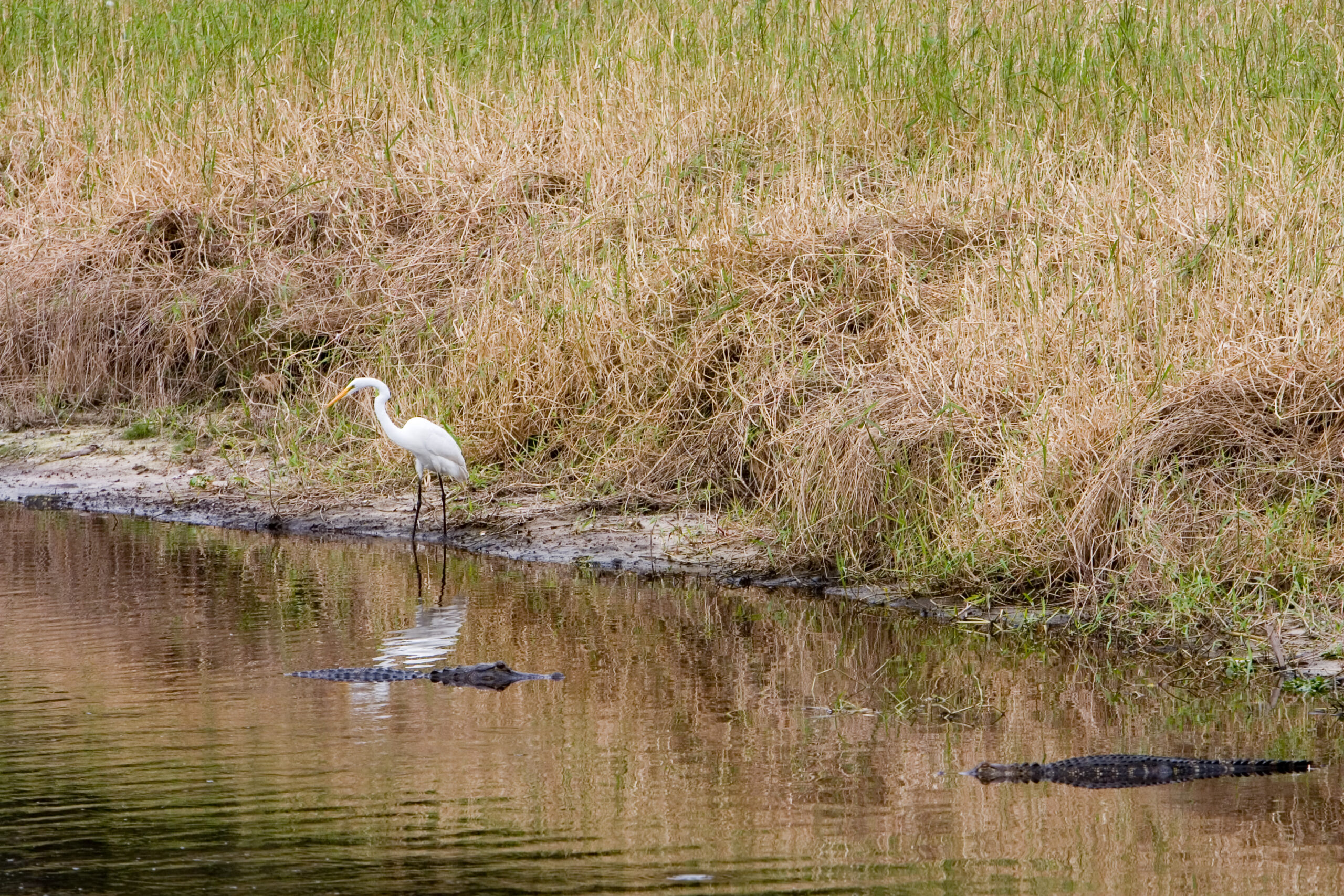 Florida Alligator