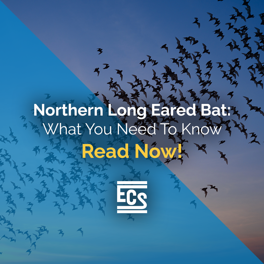 Protected Bat Species to be Reclassified as Endangered What You Need