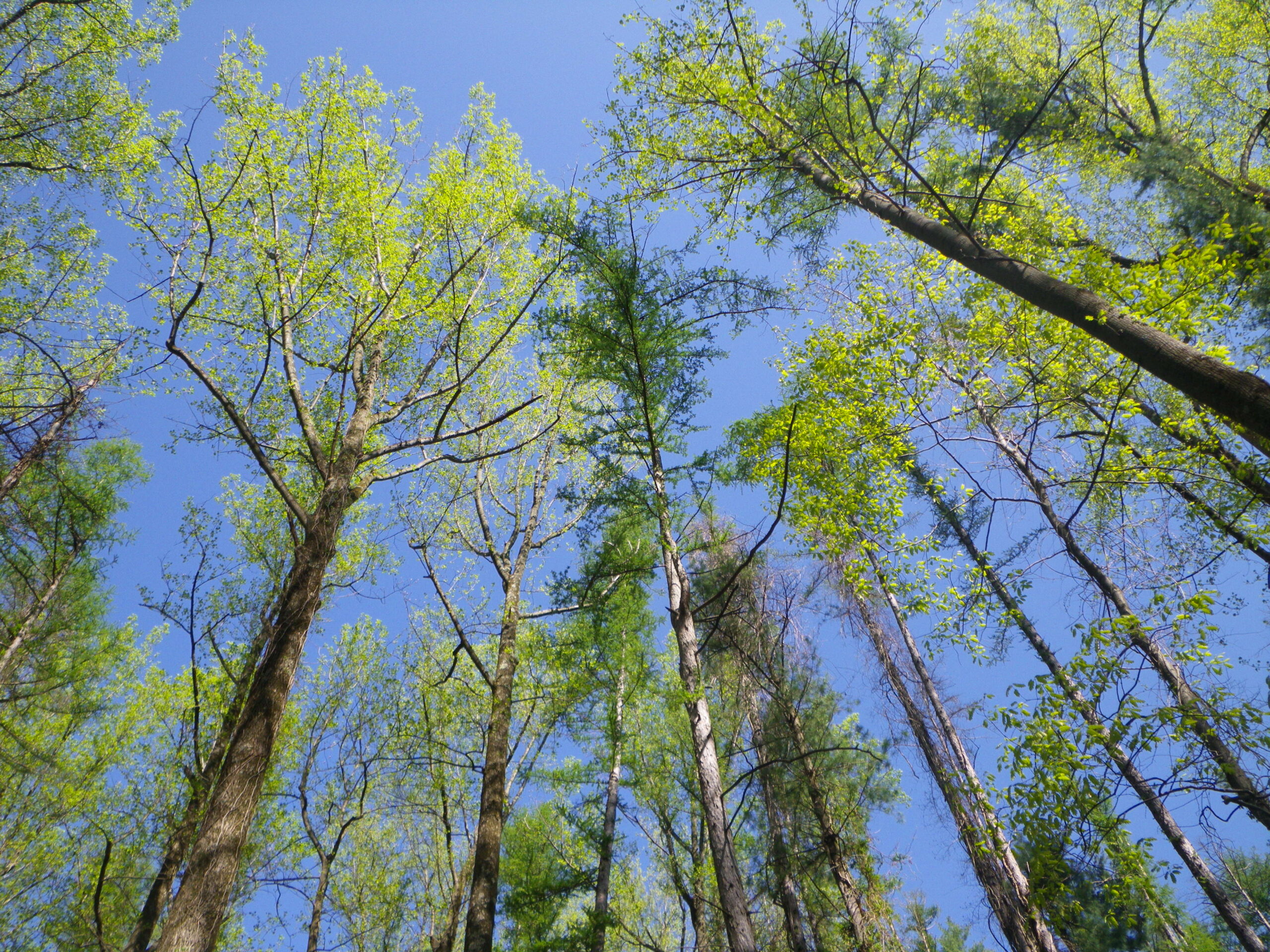 A view from the ground looking up at a green tree canopy with a clear blue sky in the background