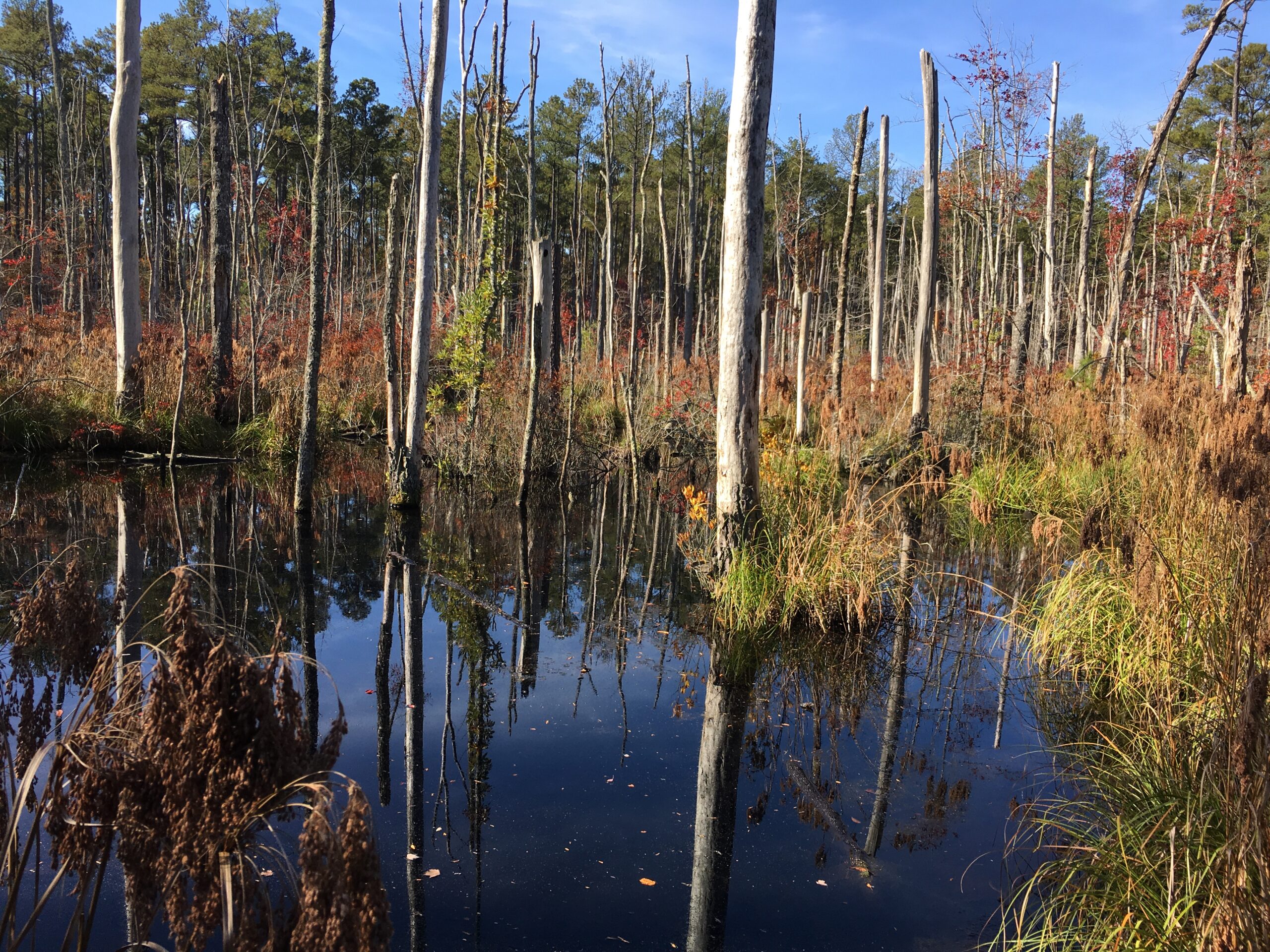 Photo of a wetland marsh surrounded by trees with dark foliage and blue sky in the background.