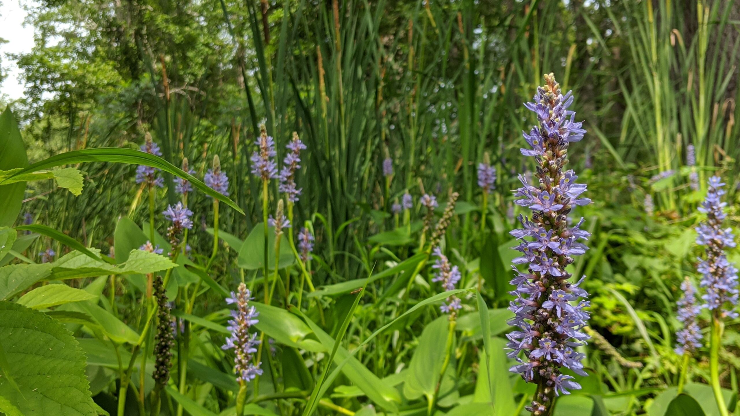 Photo of a stalk of purple flowers surrounded by lush greenery and other purple flowers in the background.