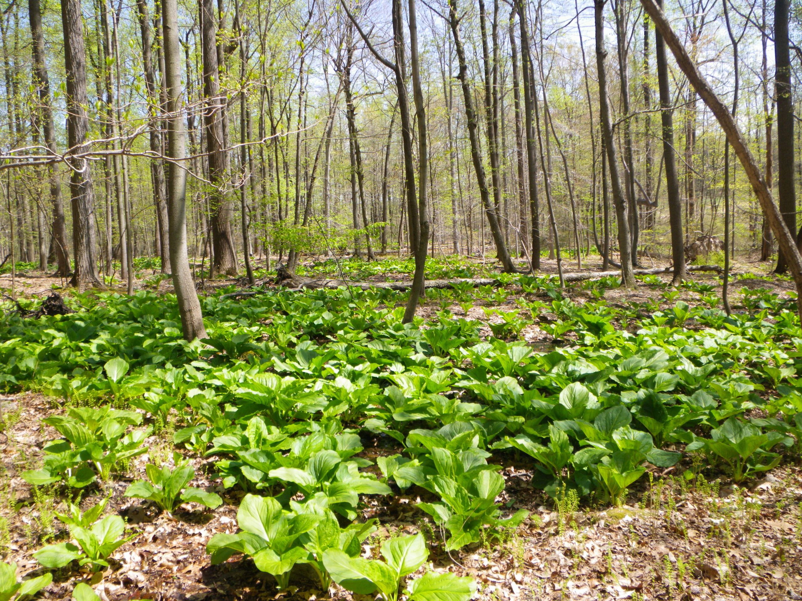Photo: Wooded area with thin trees showing new leaves. On the ground are dead leaves and lush, leafy plant coverage.