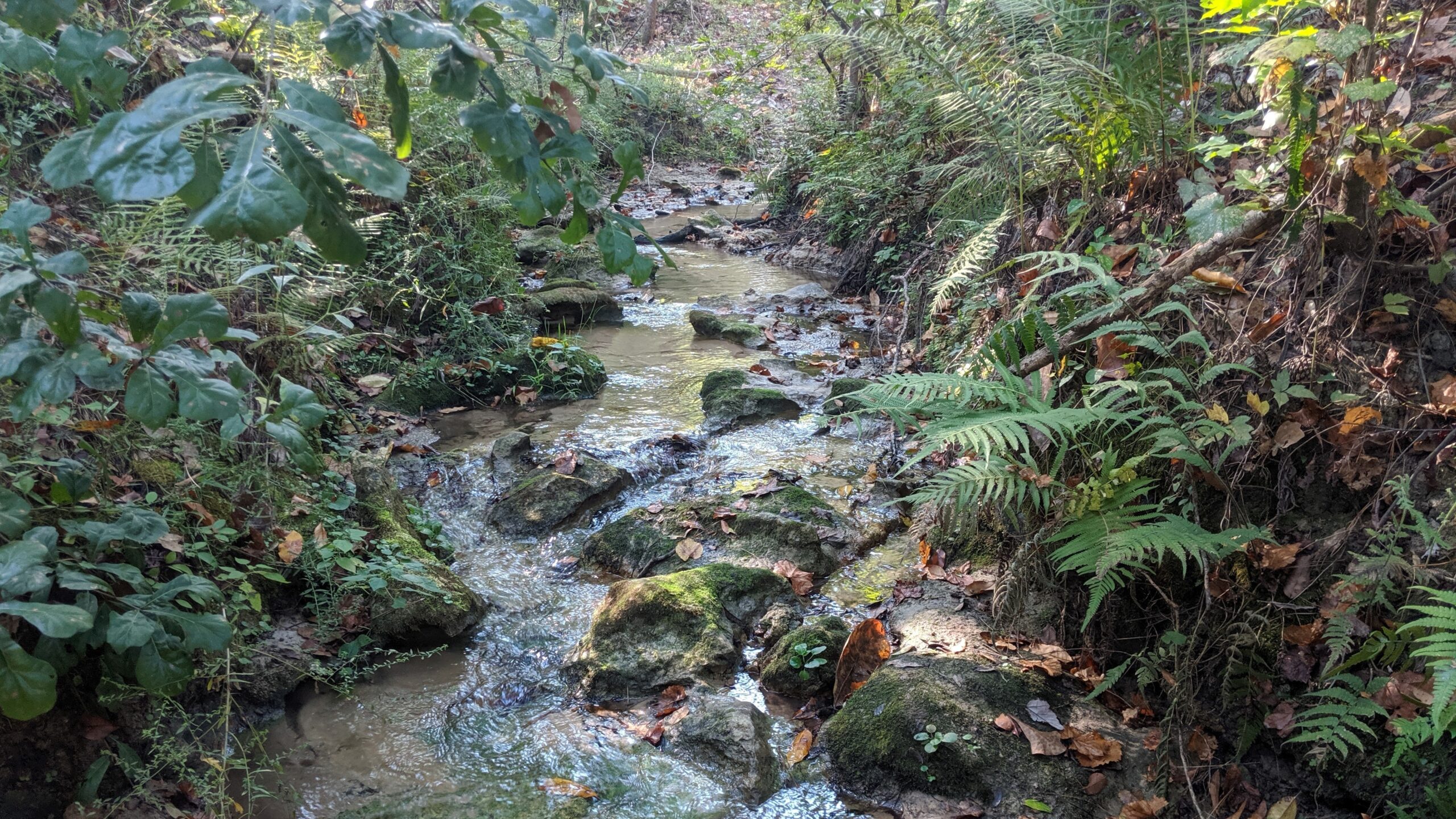 Photo: A small stream runs down the center of a wooded area. The stream is muddy up top before it runs over mossy rocks and runs clear at the bottom. The stream banks are covered in fern and other lush greenery.