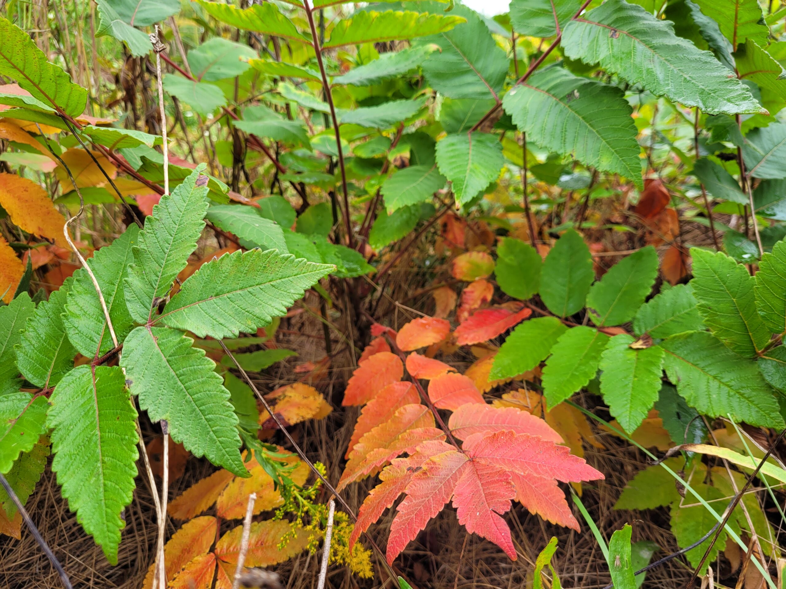 Closeup of Michauxs Sumac plant with broad leaves in varying shades of green, orange and red.