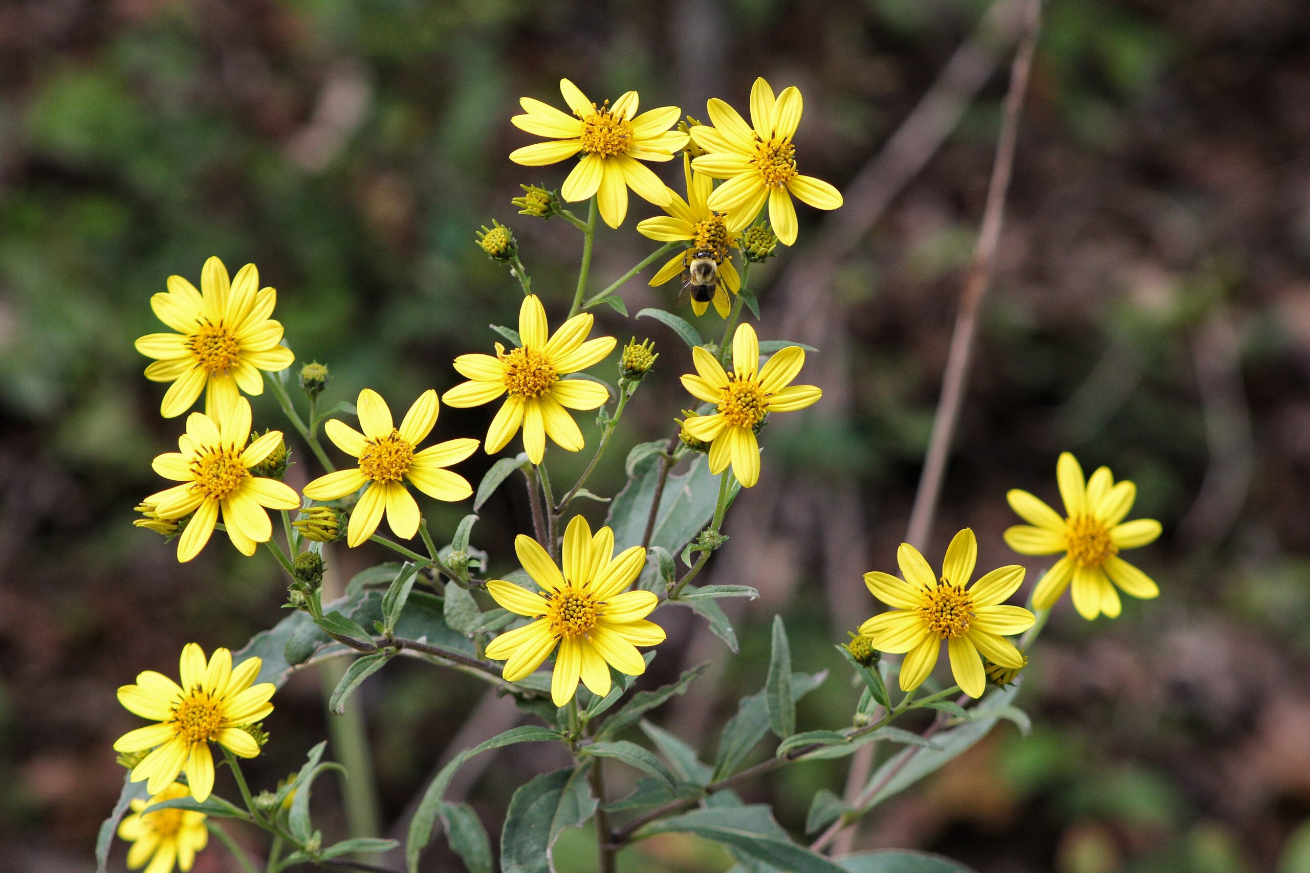 Closeup of Schweinitz’s sunflower, an endangered species. Multiple small yellow flowers, one with a bee resting on it.