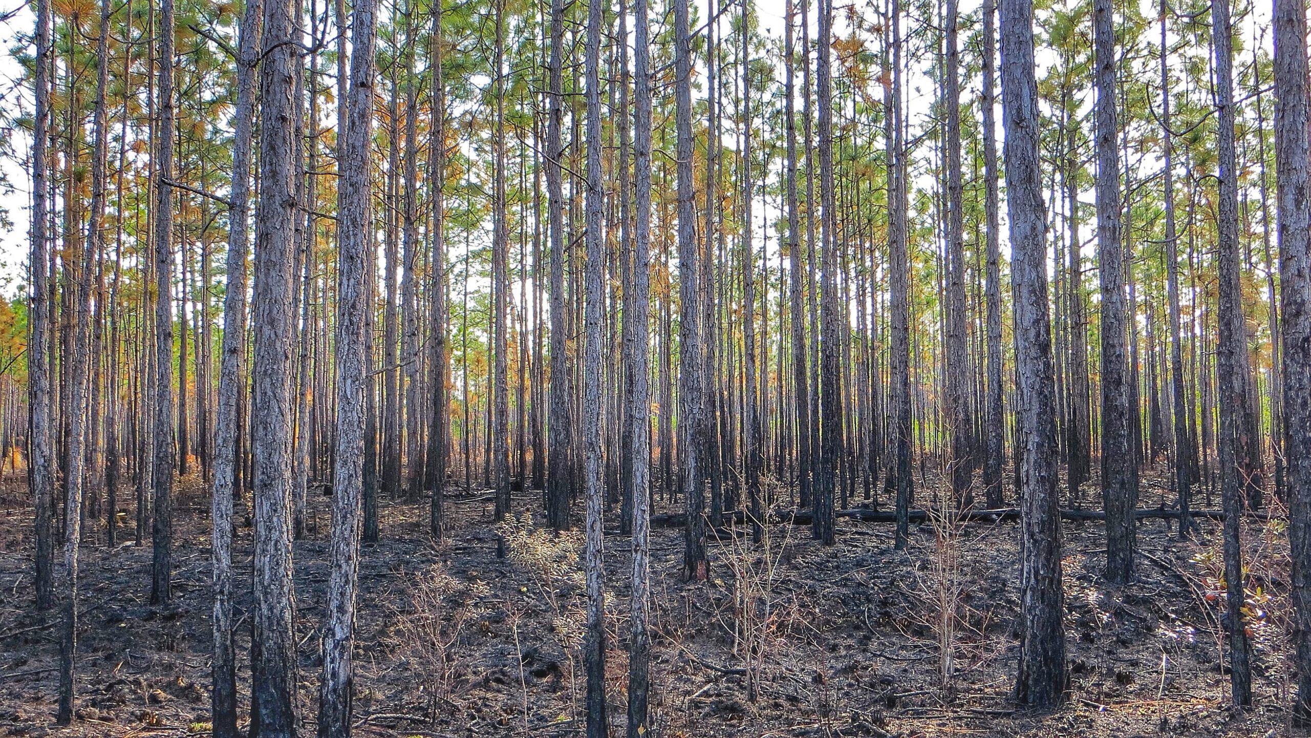 Photo: red cockaded woodpecker habitat - trees with sparse canopy