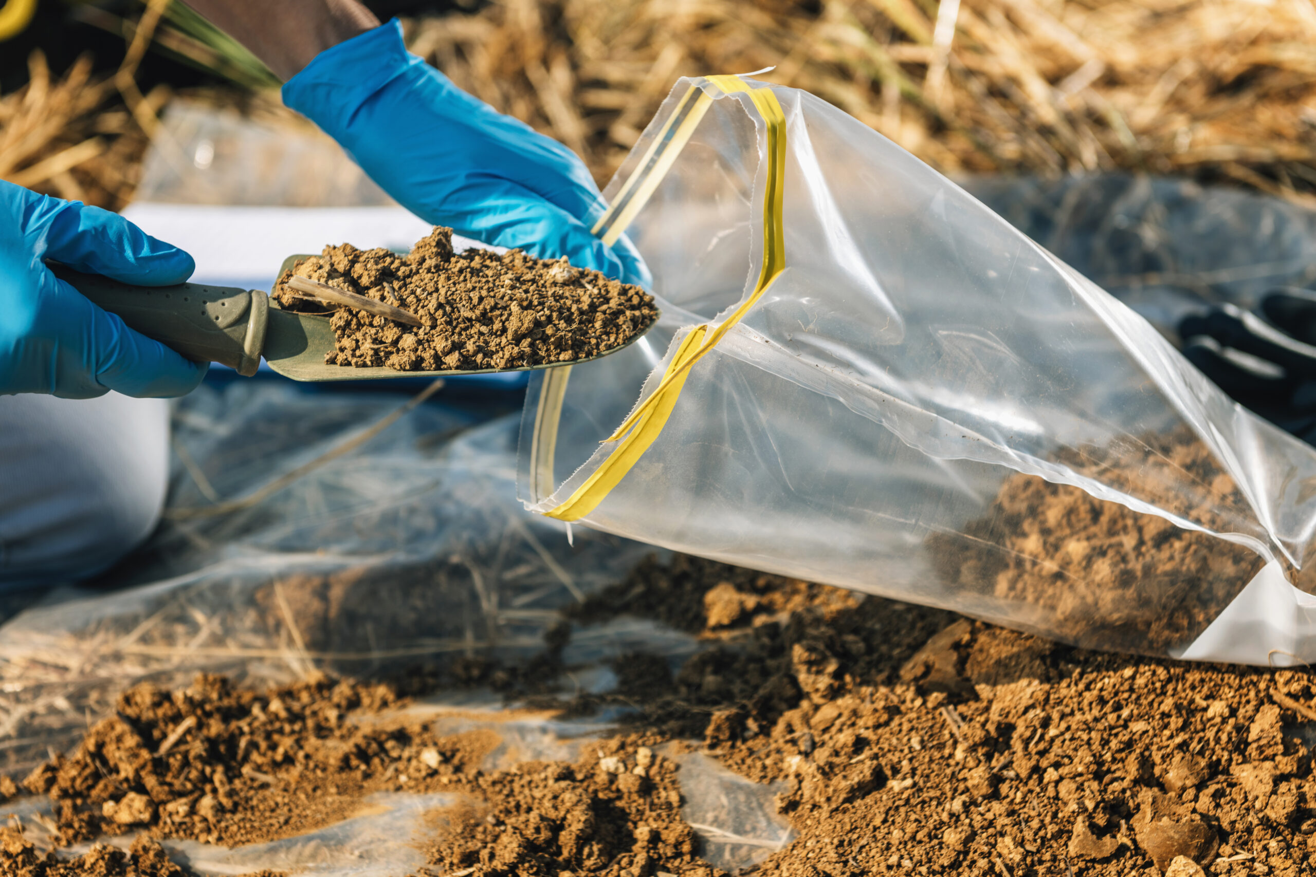 Closeup photo of a dirt work site where hands in blue gloves are using a small shovel to put soil in a clear plastic bag to conduct soil testing. Agronomy Inspector Taking Soil Sample.