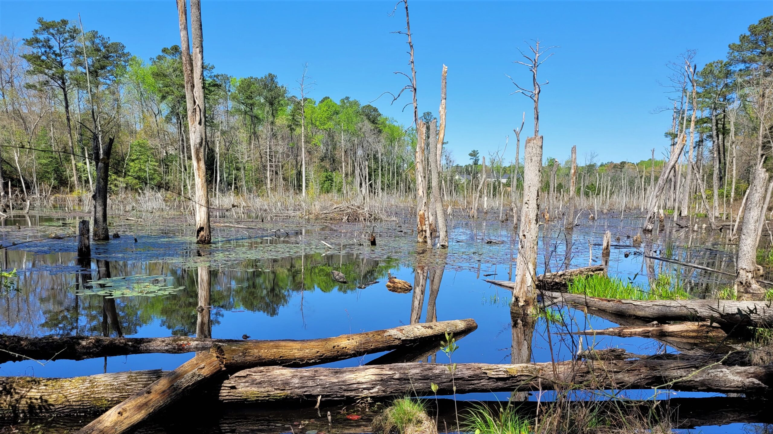 Photo of a diverse wetland area with standing water, emergent vegetation, and surrounding trees under a clear sky. The image represents natural resources services and highlights the importance of wetland assessment and delineation for environmental conservation and regulatory compliance.