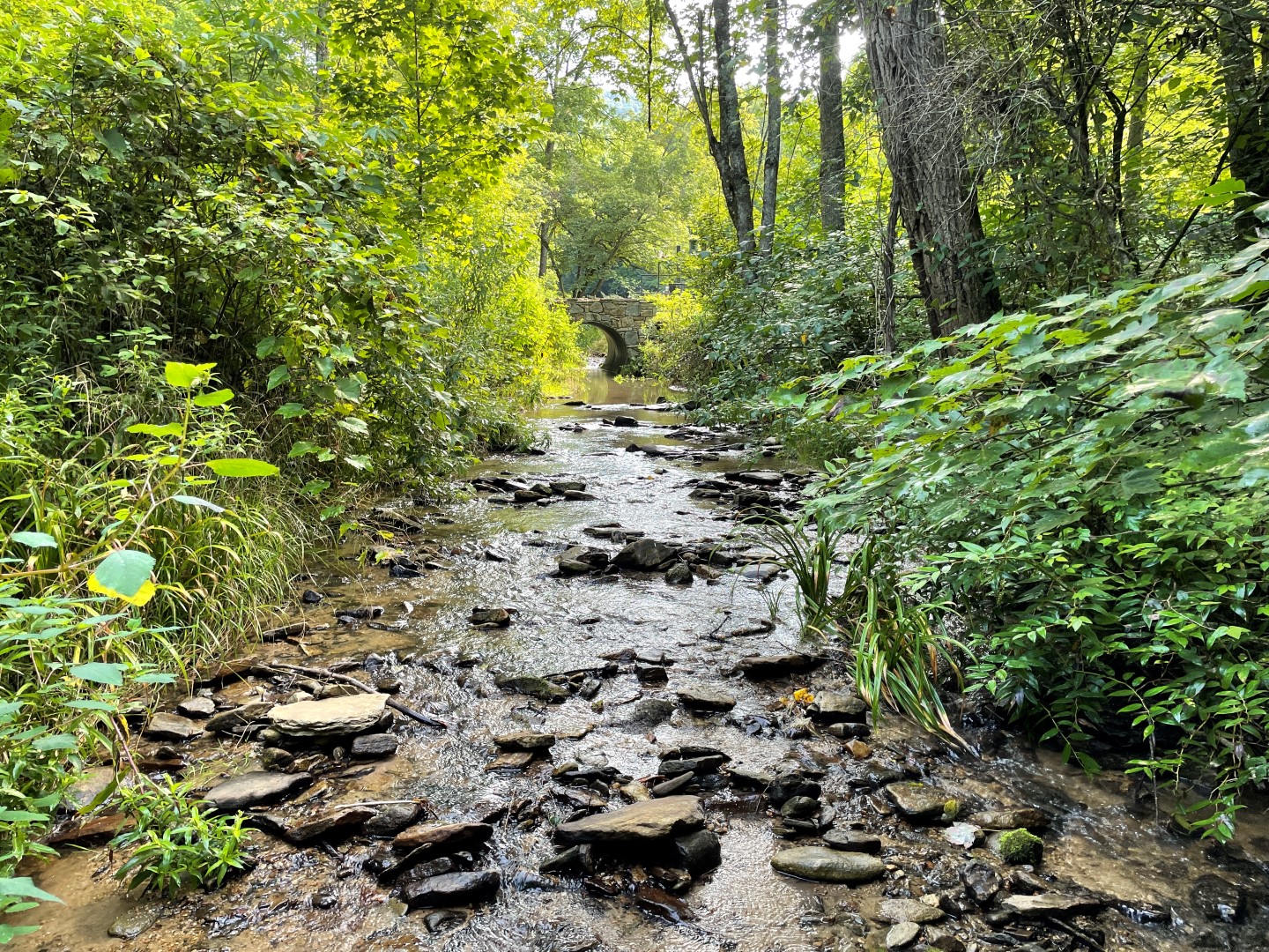 Photo of a gently flowing stream bordered by grasses and native vegetation, with clear water winding through a natural landscape. The scene illustrates natural resources services and relates to wetland and stream permitting processes that ensure environmental compliance and habitat protection.