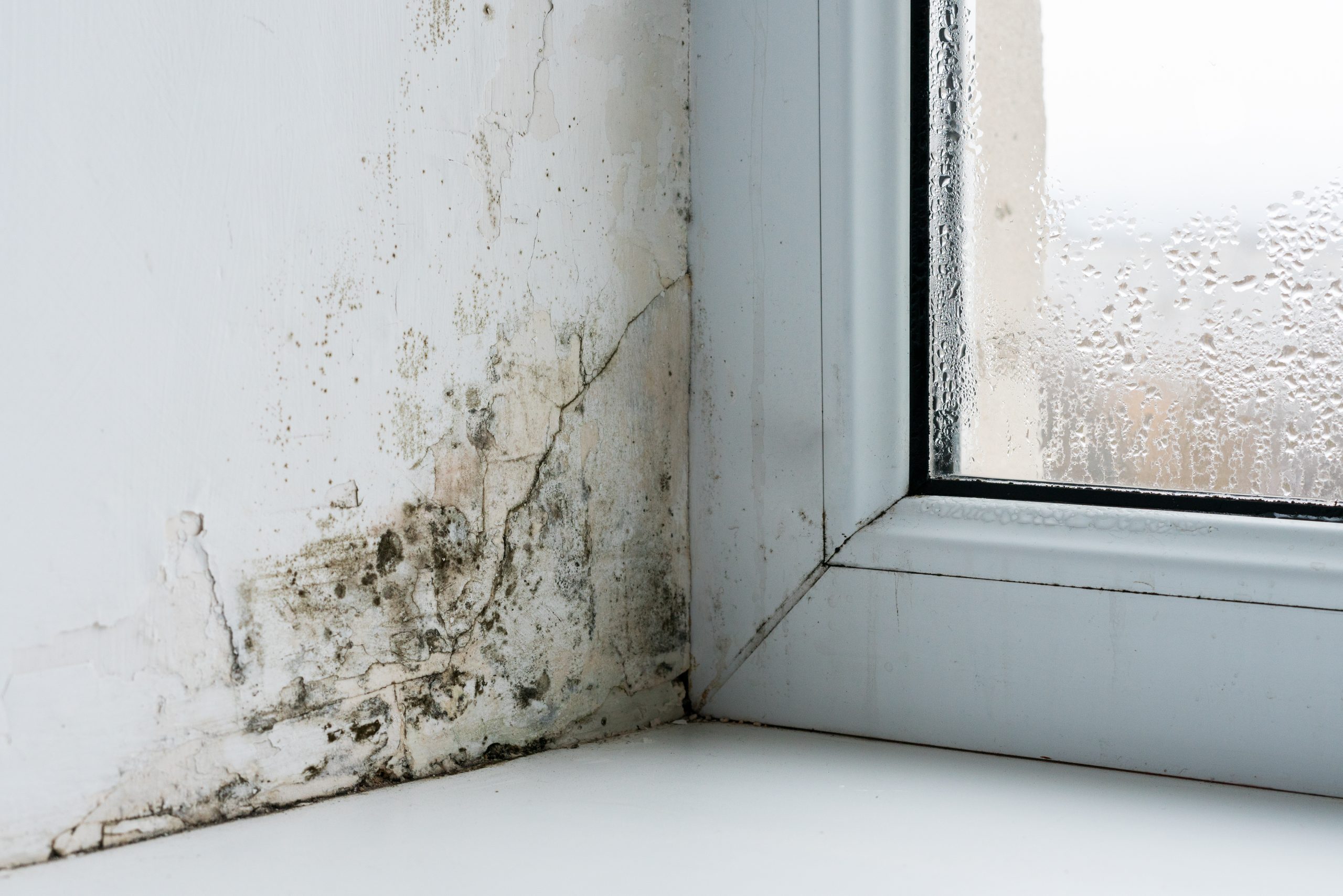 Close-up of a white windowsill with visible black mold growth along the edges, highlighting the need for professional mold surveys to assess and address indoor air quality issues.