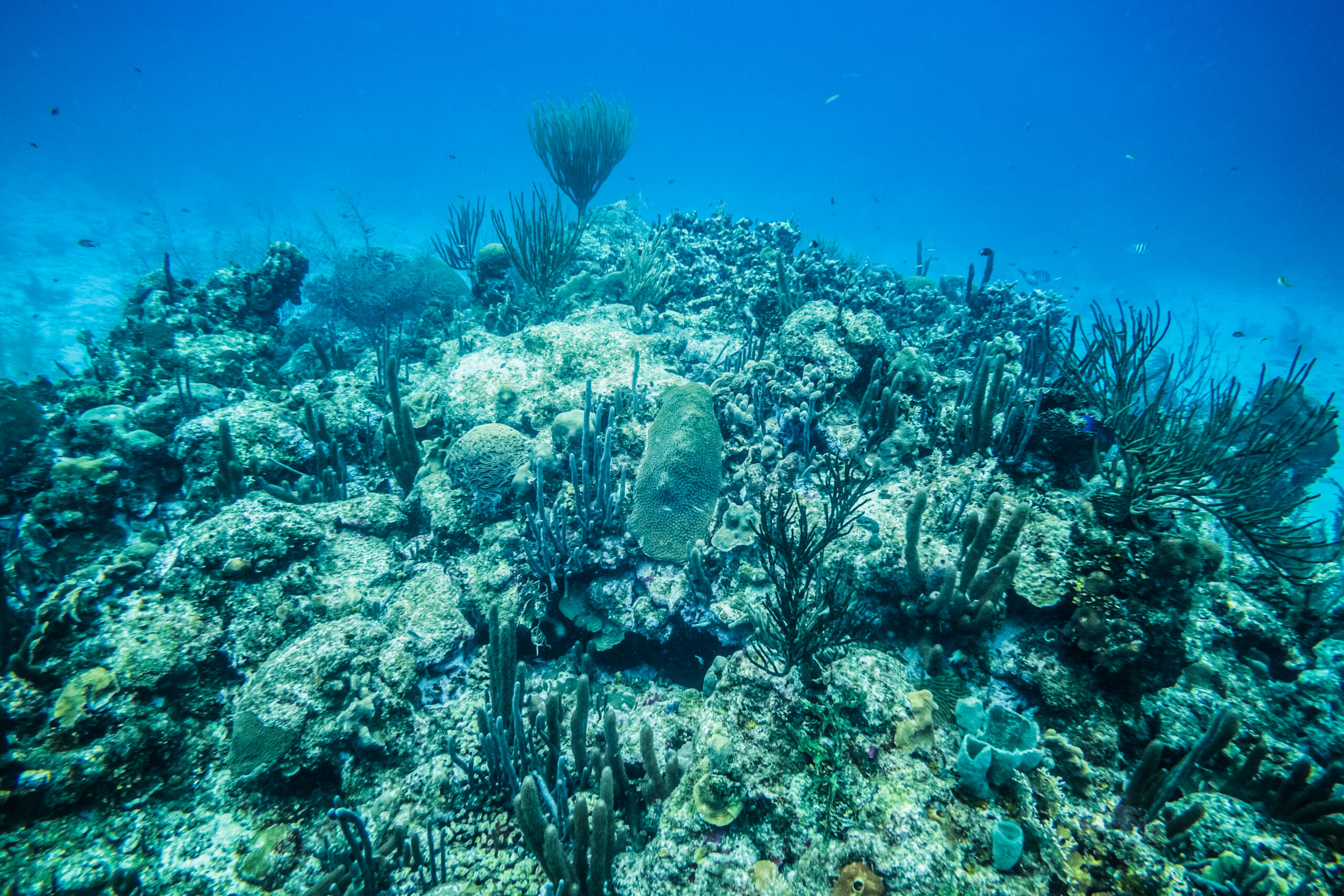 Scientific Diving and Underwater Engineering