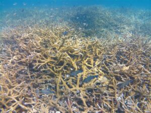 image (2) Scientific Diving and Underwater Engineering
