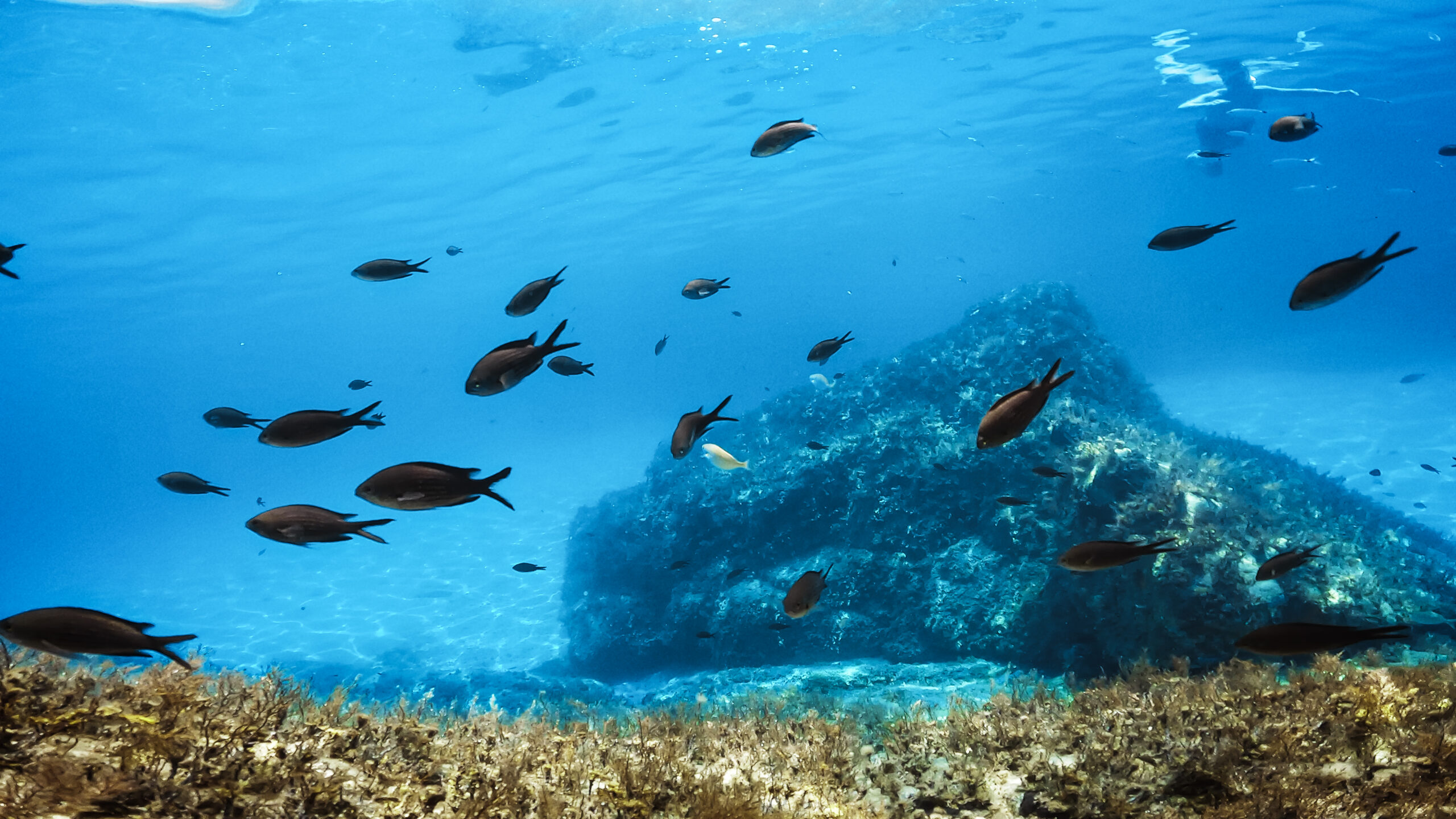 Scientific Diving and Underwater Engineering